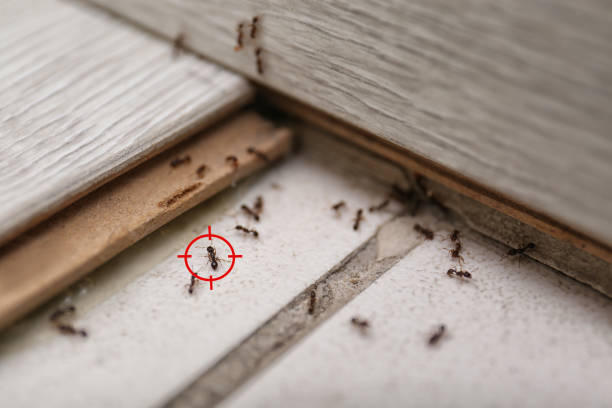 Trusted West Pensacola, FL Pest Control Experts