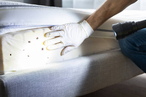 Best Rat Extermination Near Me  in West Pensacola, FL