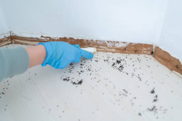 Best Affordable Pest Control Services  in West Pensacola, FL